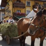Heuwagen mit Kutscher Wolfgang Rieder