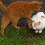 Der Tiger und sein Freund Ferdi