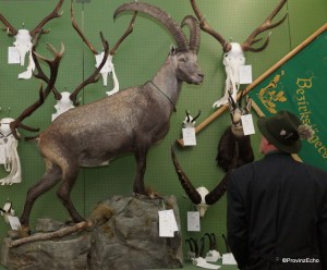 Steinbock