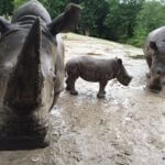 Zoo-046