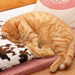 Schlafende orangefarbene Katze auf einer gemusterten Couch mit Kissen.