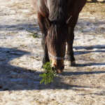 Pferd frisst Rest von einem Tannenzweig auf schneebedecktem Boden.