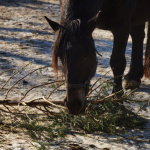 Schwarzes Pferd knabbert an einem abgelegten Christbaumzweig im Schnee.