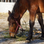 Pferd frisst Tannenzweige nach den Feiertagen in der österreichischen Provinz.
