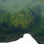 Eingefrorenes Gewässer mit unter Wasser sichtbarem grünlichem Pflanzenbewuchs.