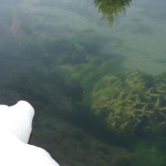 Schneebedeckter Boden am Gewässerrand mit unter Wasser liegenden Ästen und Pflanzen.